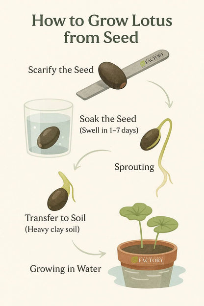 Bonsai Lotus Flower Seeds