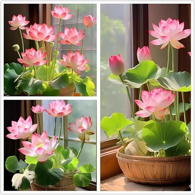 Bonsai Lotus Flower Seeds