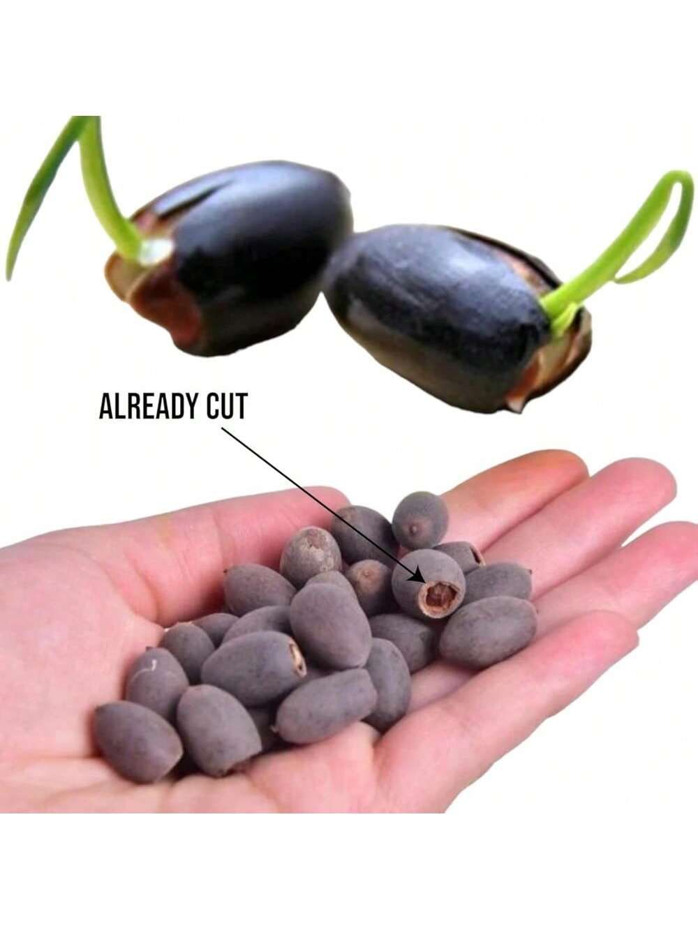 Bonsai Lotus Flower Seeds