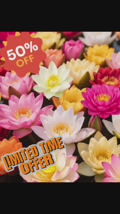 Bonsai Lotus Flower Seeds