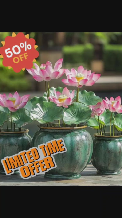 Bonsai Lotus Flower Seeds