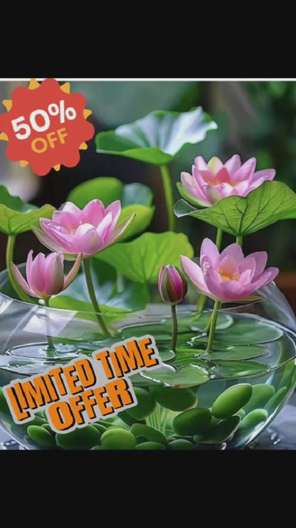 Bonsai Lotus Flower Seeds